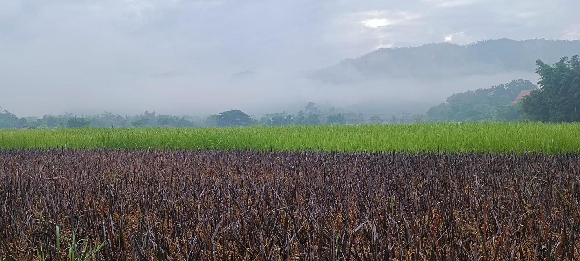 Kaewma Farmstay Khuang Kom Bilik gambar